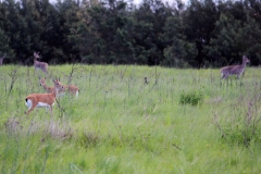 Grassland Species of NGR