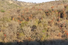 Aloes in Flower