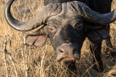 Cape buffalo