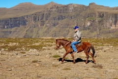 'Lesotho Pony'