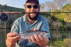 Natal Yellowfish on Fly