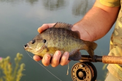 Blue Gill