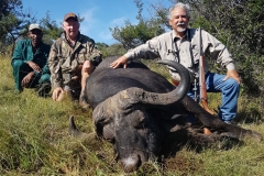 Cape buffalo Hunting