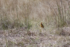 Grassland Birdlife