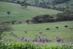 Grassland Mammals