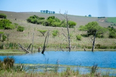 Hippo Dam