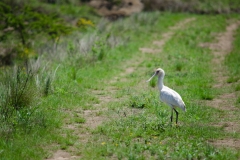 African Spoonbill