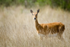 Oribi