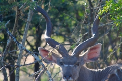 Young Kudu Bull