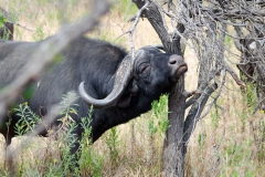 Cape buffalo