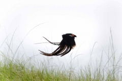 Grassland Birdlife