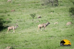 Southern Greater Kudu