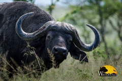 Cape buffalo