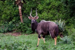 Young Nyala Bull