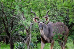 Southern Greater Kudu Bull