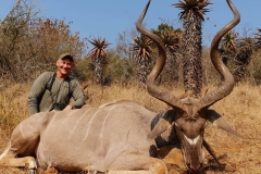 Magnificent Kudu Bull