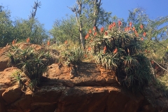 Nhlamvini River Trail