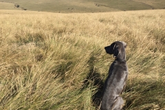 Grasslands Trail