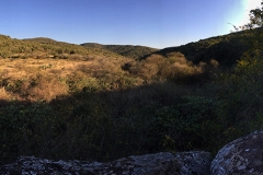 Lynx Lookout