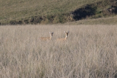 Oribi