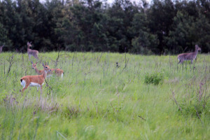An Oribi pair in their Grassland habitat. Its breeding pairs like these that need our protection and that will usher in the next generation of Oribi on the reserve