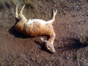 Female Oribi killed by poaching dogs