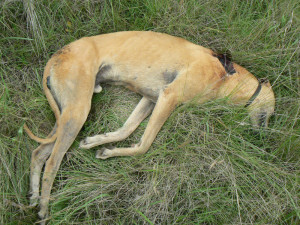 Poaching dog shot during a poaching incident