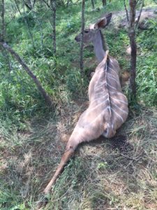 Kudu Cow caught in Cable Snare