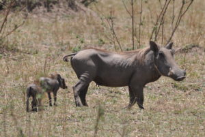 Female_warthog_with_young