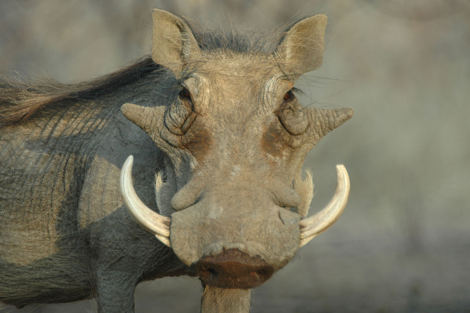 hunting-warthog-with-watervale-safaris