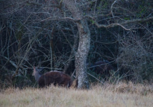 Another Bushbuck Ram enters the picture in the thicket. The rams display but avoid confrontation
