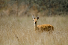 Oribi Ram