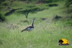 Birdlife