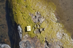 Leopard Tracks Below Camp